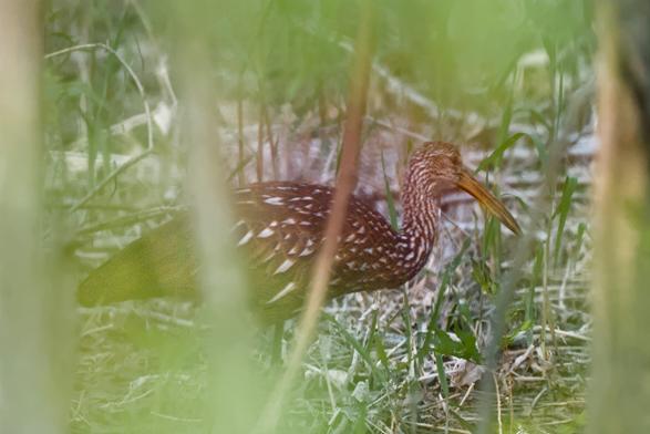 An out of focus limpkin behind a screen of out of focus trees.