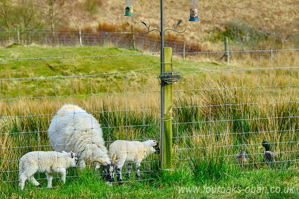 Sheep with two lambs at base of bird feeder while two mallard ducks look on.
