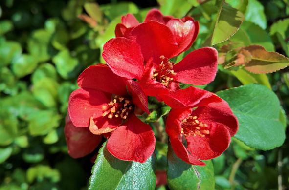 #QuinceFlower: Cydonia oblonga