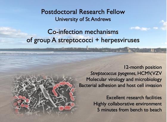 Colour photograph of the sunny West Sands Beach at St Andrews and small false-colour electron micrograph by Manfred Rohde showing bacteria adhering to a host cell. Overlaid black text reading:
12-month position, Streptococcus pyogenes, HCMV, VZV, Molecular virology and microbiology, Bacterial adhesion and host cell invasion, Excellent research facilities, Highly collaborative environment, 5 minutes from bench to beach.