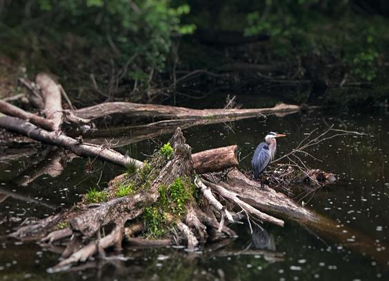 Blue Heron perched on a log