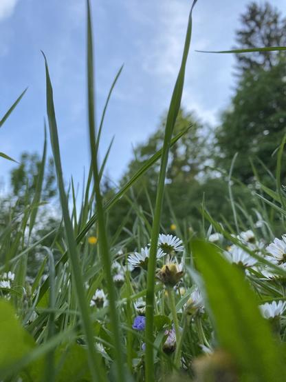 Foto vom Boden aus mit Blick durchs Gras zum blauen Himmel. Gänseblümchen, Hahnenfuß und Waldvergissmeinnicht blühen dicht zusammen und recken sich zur Sonne. Im Hintergrund sieht man verschwommene Baumkronen von Fichten und Ahorn.