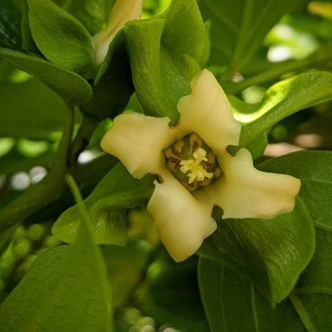 Persimmon flower (Diospyros kaki) in my garden