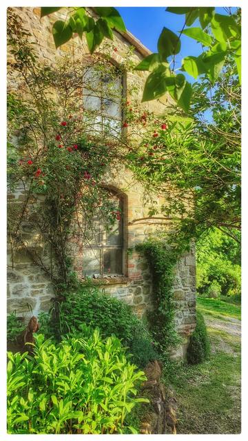 A stone Umbrian house is covered in climbing red roses and surrounded by flowers and herbs. 2 Windows are visible and a patch of blue sky above.
