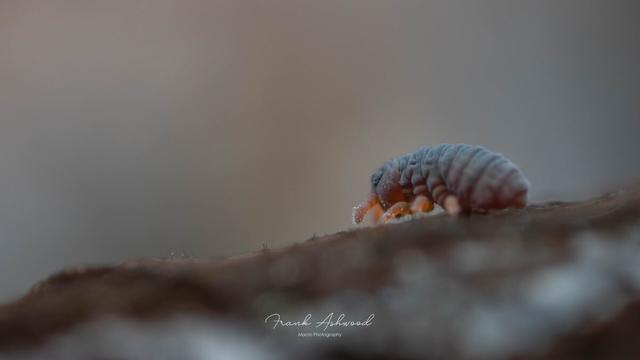 A photograph of a blue-grey, squat springtail on the surface of a wet leaf.