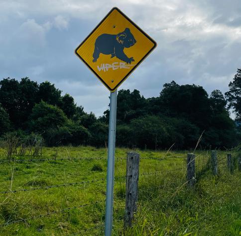 Koala (sign)
Between barbed wire  and a widened road ,fragmented habitat, Bellingen