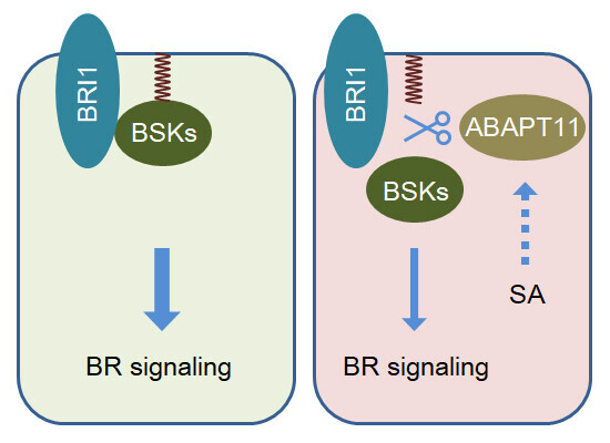 Schematic visualization of the article's synopsis