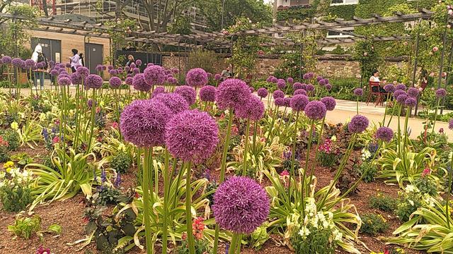 Blumenbeet, lila kugelige große Blüten