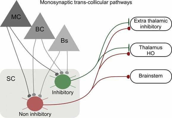Diagram showing a summary of monosynaptic trans-collicular pathways of the whisker superior colliculus. Motor-sensory long-range inputs innervate inhibitory and noninhibitory projection neurons in the lateral superior colliculus. Noninhibitory pathways target nuclei in the diencephalon and brainstem, while inhibitory projection neurons target higher-order thalamus and extrathalamic inhibitory nuclei and not the brainstem.