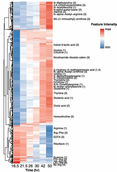 Heatmap of individual metabolite trajectories in cultures of E. lenta DSM 2243 grown in EDM1 batch culture. Features shown are those whose abundance was significantly different from controls at the final time point.