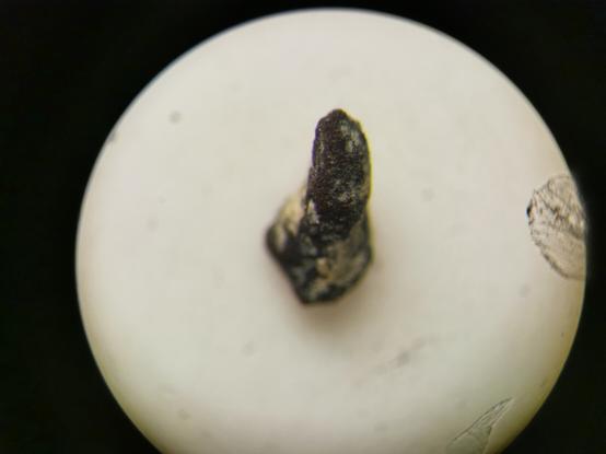 Silurian microfossil