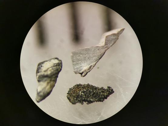 Silurian microfossils