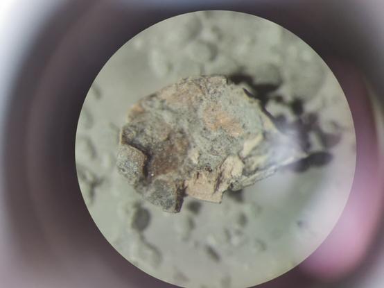 Silurian microfossil