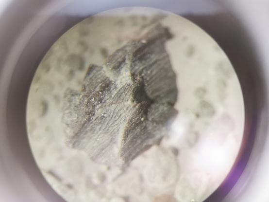 Silurian microfossil