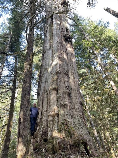 Man standing next to very large Western Red Cedar.