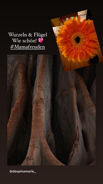 Instagramstorybild mit einem Beitrag meiner Tochter, das eine riesige Wurzel zeigt, dazu eine orangene Gerberablüte, die sie heute bekam.