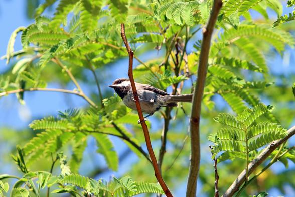 A young chestnut backed chickadee — a small songbird with a tan body, brown back and cap, and black-and-white striped wings — perches on a tree branch.