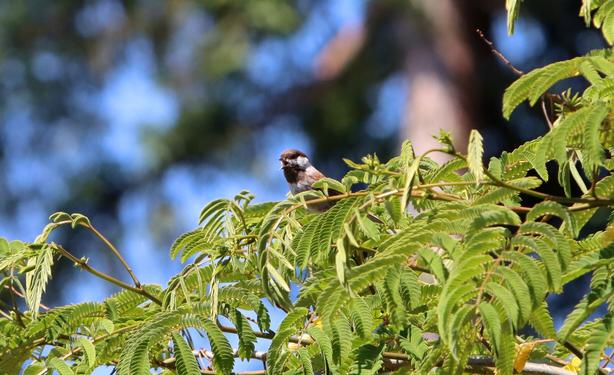 A young chestnut backed chickadee — a small songbird with a tan body, brown back and cap, and black-and-white striped wings — perches high up on a tree branch and whines that it's hungry.