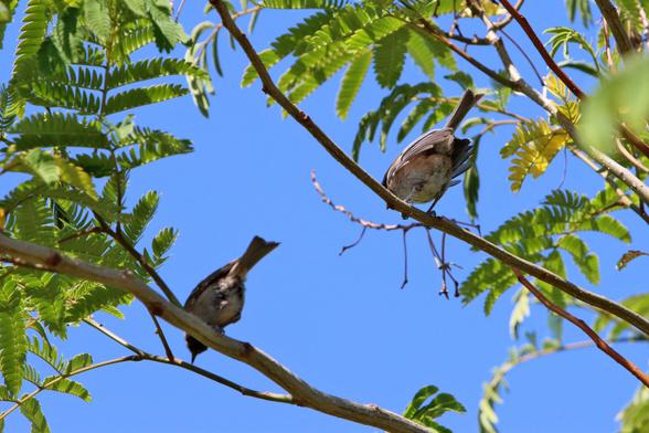 Two chickadees — small white, brown, and black songbirds — high up in a tree and unexpectedly viewed from the underside.