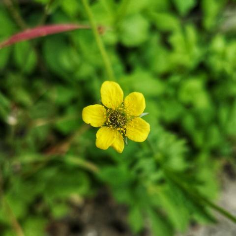 A small yellow flower with five rounded petals, giving it the appearance of a star.