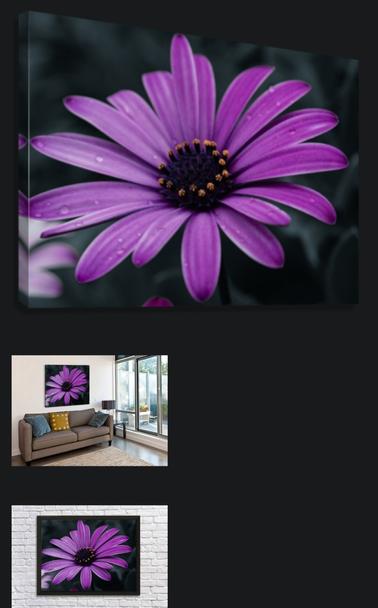 Mock-up photos of Purple Daisy Ahead, a photographic print of a purple African daisy. The mockup shows a canvas of the piece against a dark background, a second mockup of it hanging on a white wall next to lenai doors and over a brown couch with blue and yellow throw pillows. The third mockup shows it hanging on a white painted brick wall.