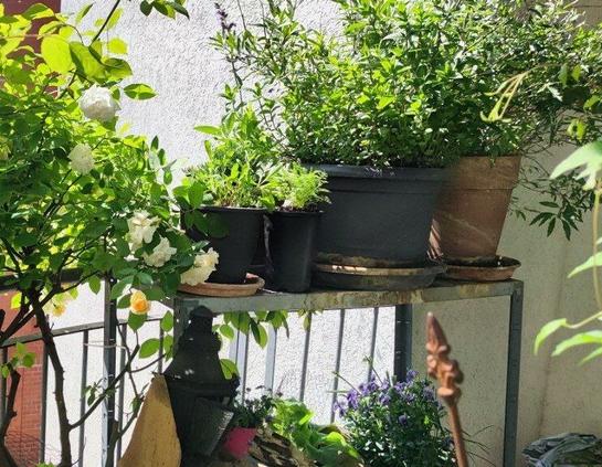 Links Rose, verschiedene Kräuter, Taubenkropf-Leimkraut, Schafgarbe, Fingerhut, Minze und Caryopteris clandonensis