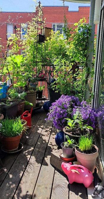Allium, Fingerhut, Taubenskabiose, Glockenblumen, Weizengras, Stockrose, Storchenschabel, Clematis, Rosen,