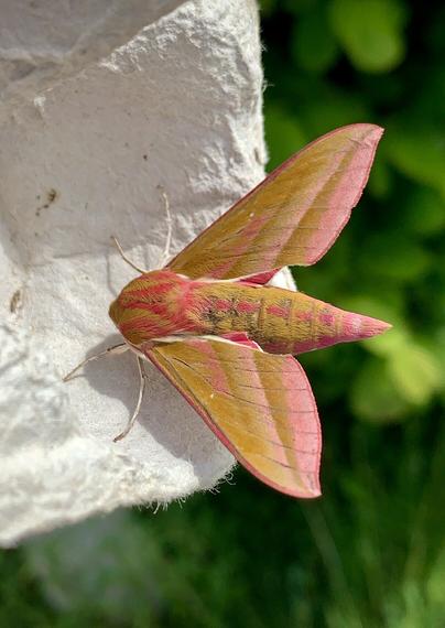 Elephant Hawk Moth