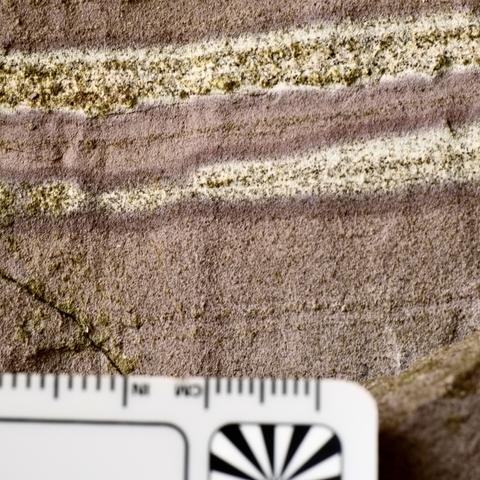 A close up of fine laminations in Cambridge Argillite. The light layers are probably volcanic ash or tuff, which have been highly altered. The magenta-hued layers are argillaceous: clay, silt, and fine sand. The tuffaceous layers are circa 1 cm thick; scale at bottom is blurred because of limited depth of field. The scene is about 5 cm tall. My photo.