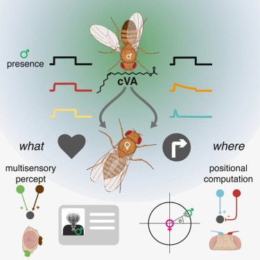 A female fly smells the sexual pheromone (cVA) of the male and is able to tell that it is a male and where it is in the space near it.