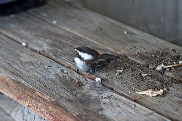 A chestnut backed chickadee — a small white, black, and brown songbird — sits on a wood bench.