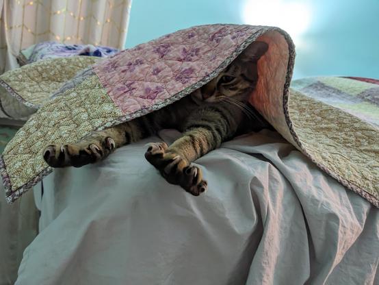 A striped tabby peeking out from under a quilted blanket, with his arms and claws extended but only half of his face visible.