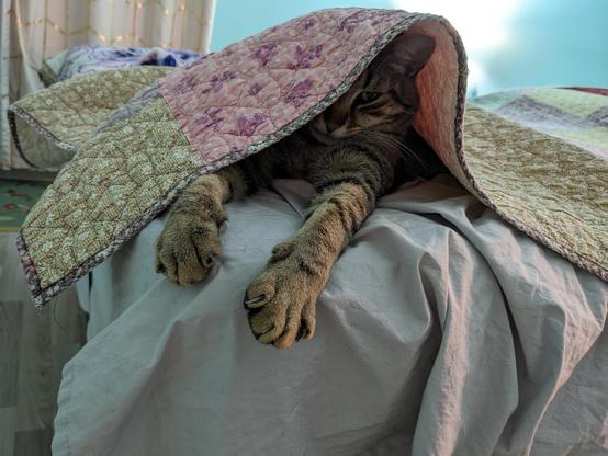 A striped tabby mostly under a quilted blanket, with his arms stretched outside and the blanket only half-covering his face. He looks sleepy.