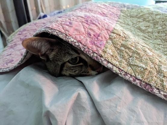A striped tabby almost completely under a quilted blanket, with only an eye and an ear peeking out.