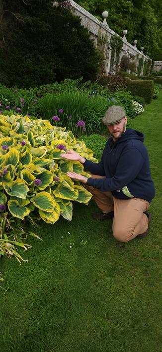 An image of a man crouching beside a gigantic hosta plant in the gardens of Dunrobin Castle
