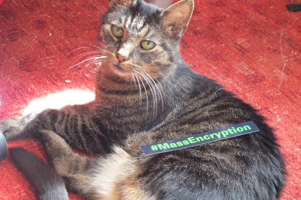 Cat, #MassEncryption, Katze, auf der eine Aufforderung zur Verschlüsselung liegt