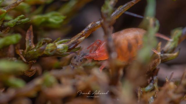 A photograph of a  soft-bodied mite with piercing mouthparts, impaling the head of a springtail, surrounded by moss.