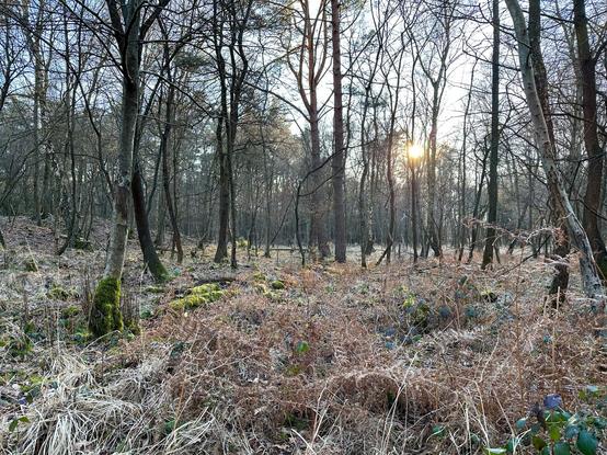 Foto: Wahner Heide (Viele Bäume, viel Gestrüpp und eine tiefstehende Sonne)