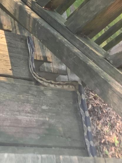 Nude snake descending staircase.