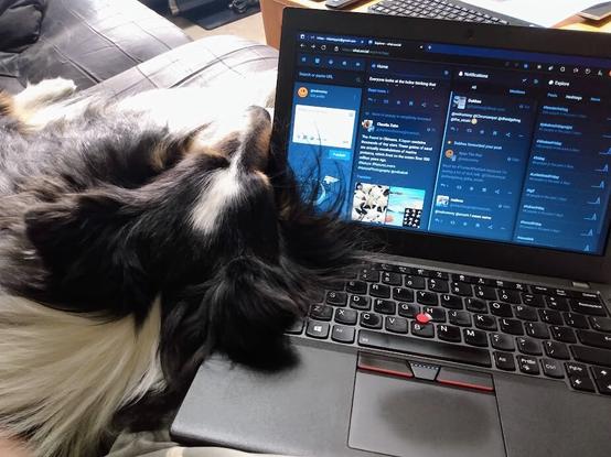 notebook computer on lap with Shetland sheepdog head, ears, and fur encroaching on keyboard and screen