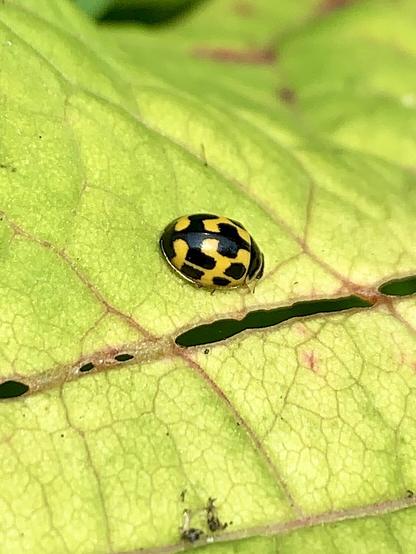 14-spot Ladybird