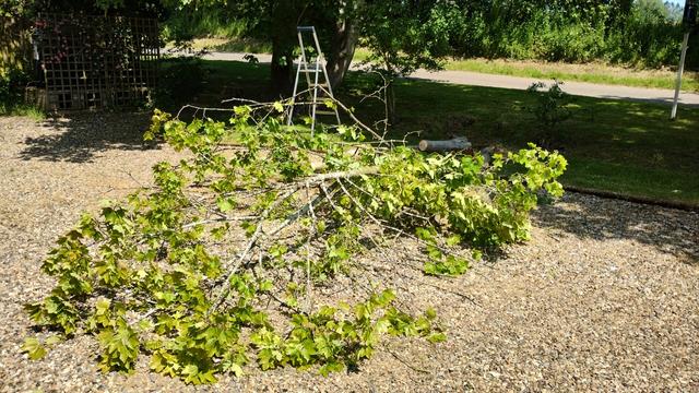 Felled sycamore