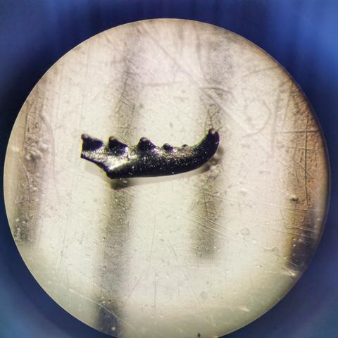 Predatory worm tooth from Silurian sedimentary rocks