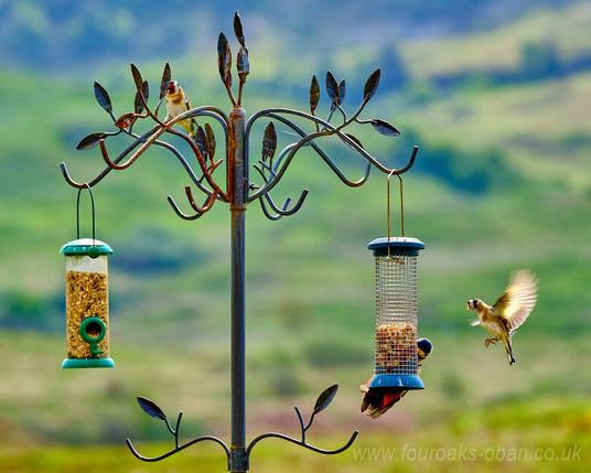 Woodpecker on bird feeder while goldfinch swoops in.