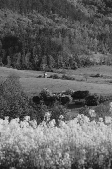 Monochrome landscape photo in bright daylight. In the foreground a rape field can be seen out of focus, and in the background there is a meadow with lots of bushes and trees and a forest behind it atop hilly terrain. In the far distance, a hunter's high seat stands in the middle, brightly illuminated by the sun.
