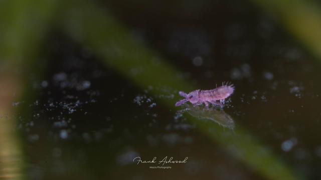 A photograph of a tiny, bright purple springtail nymph walking on the surface of some water.