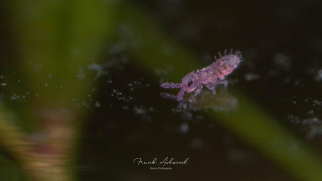 A photograph of a tiny, bright purple springtail nymph walking on the surface of some water.