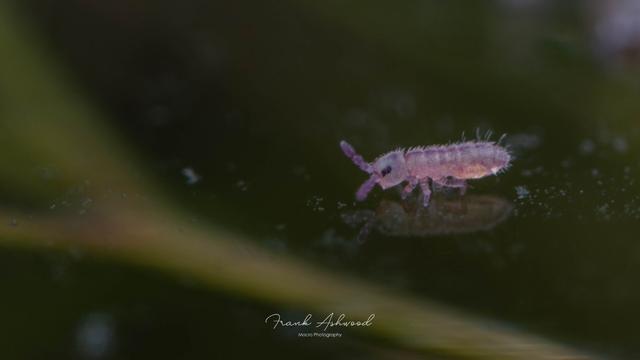 A photograph of a tiny, bright purple and yellow springtail nymph walking on the surface of some water.