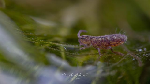 A photograph of a heavily patterned bright purple and yellow adult springtail walking on the surface of some water.