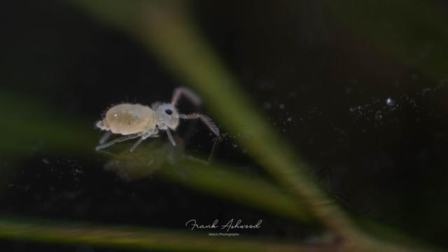 A photograph of a semi-transparent yellow globular springtail walking on the water surface.